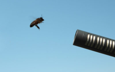 Créer le son d’une attaque d’abeilles