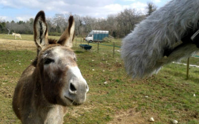 Enregistrer les animaux