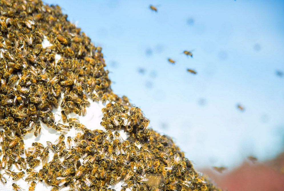 bees swarm swarm of bees