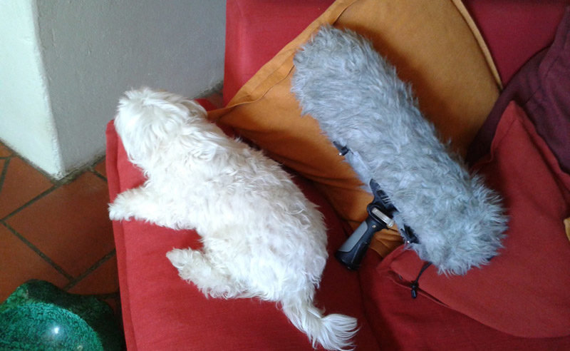 chien et bonnette chien et micro