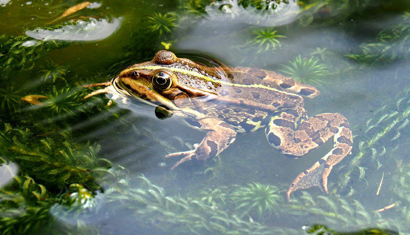 enregistrement grenouille gros plan grenouille