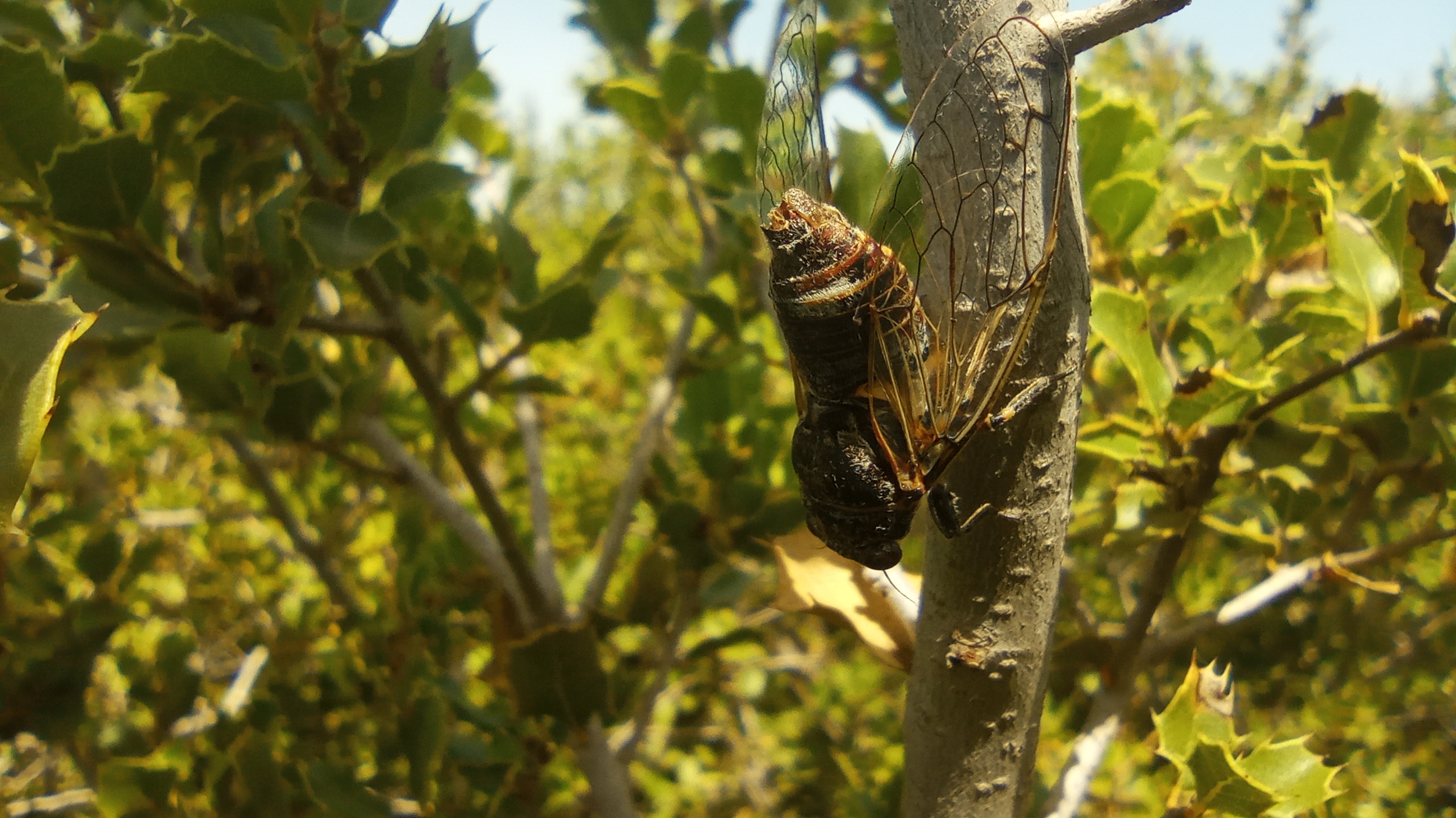 Capturer les ultrasons des insectes