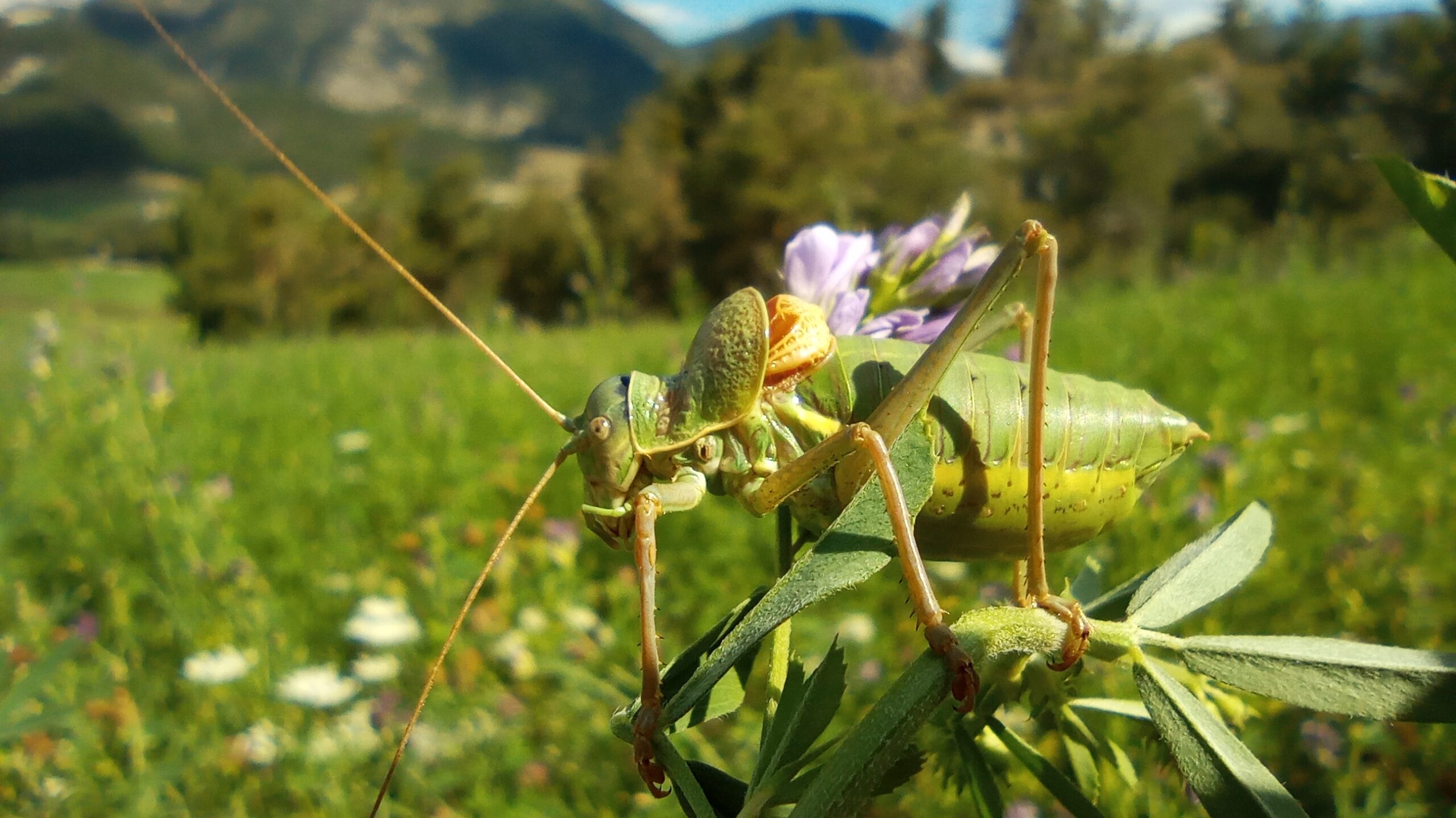 Ephipigère, insecte, enregistrement ultrasons Nicolas Titeux