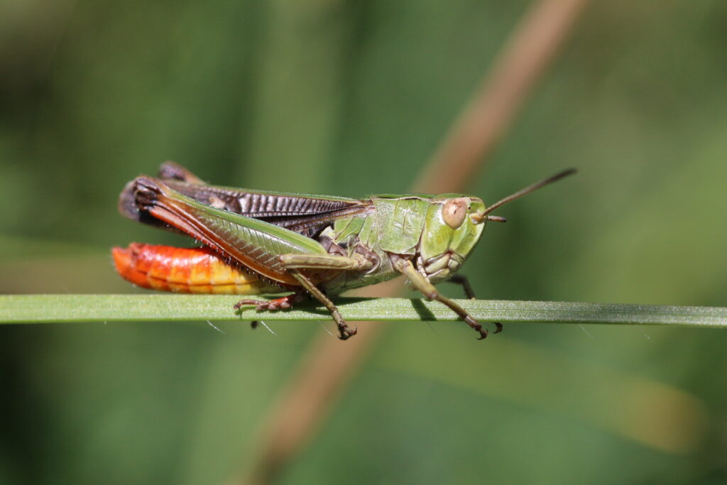 Stenobothrus Lineatus, Stenobothe Commun