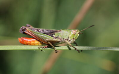 L’aventure de ultrasonic insects volume 2