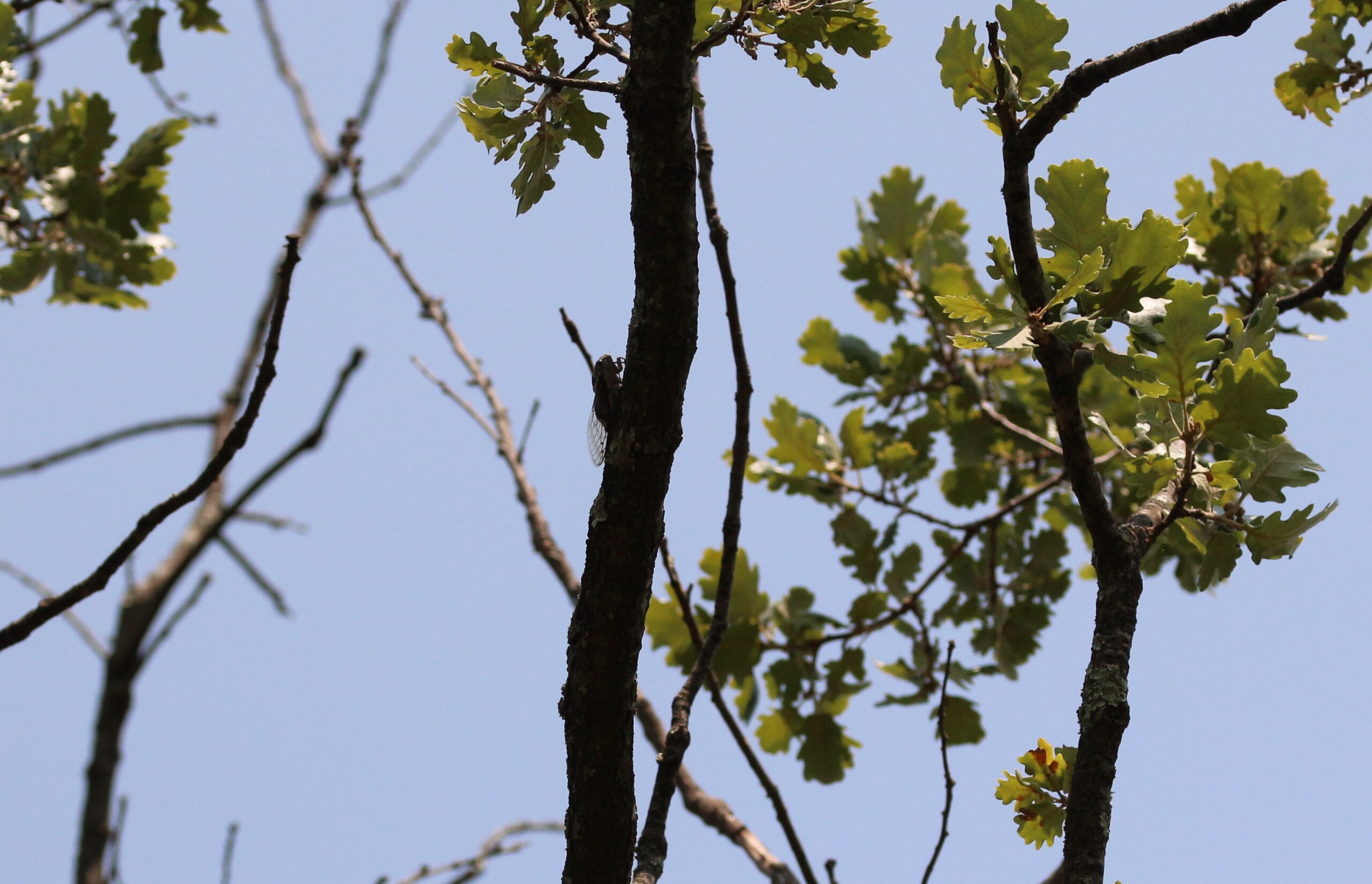 Cicada on top of a tree