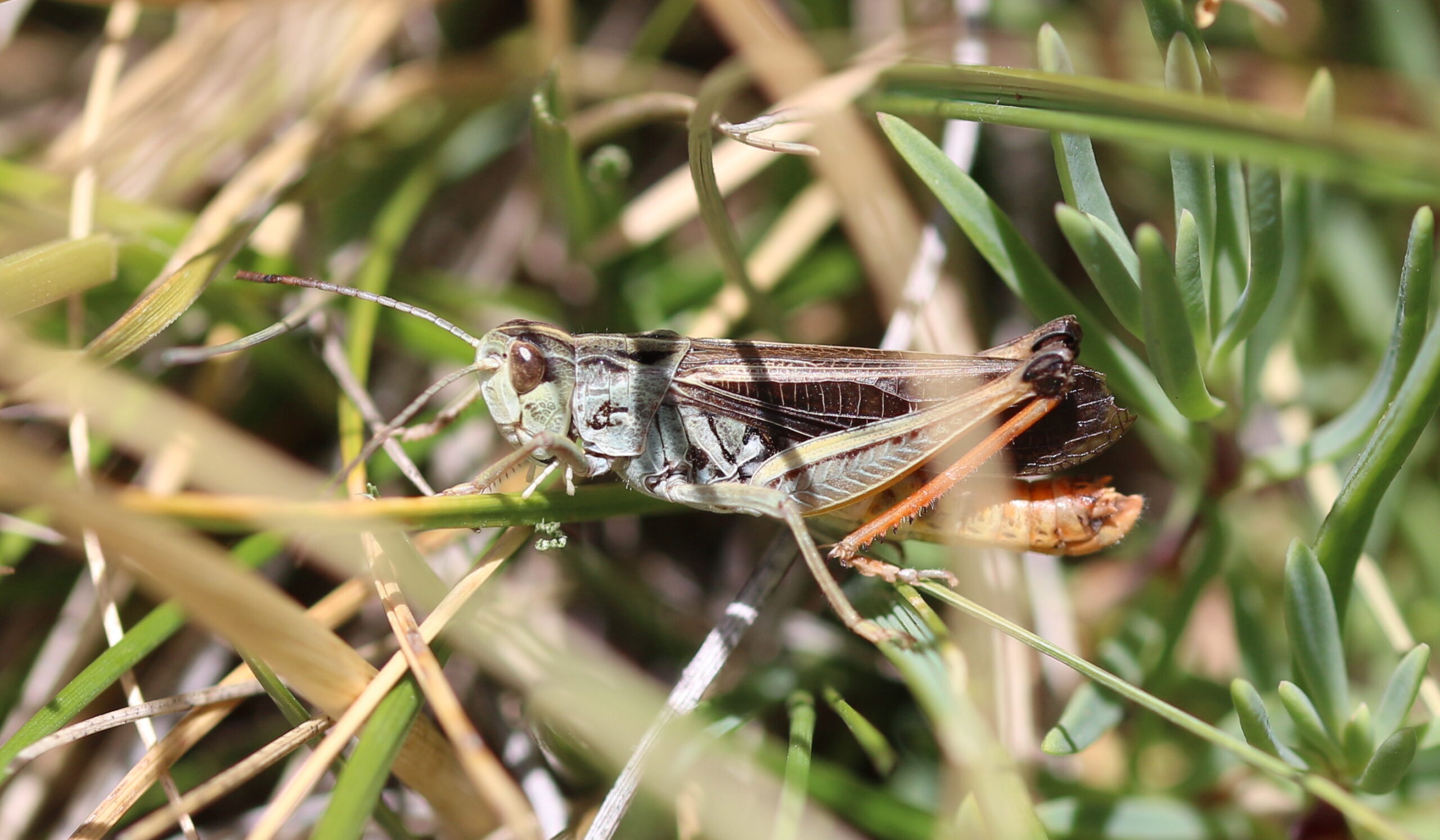 Stenobothrus Rubicundulus